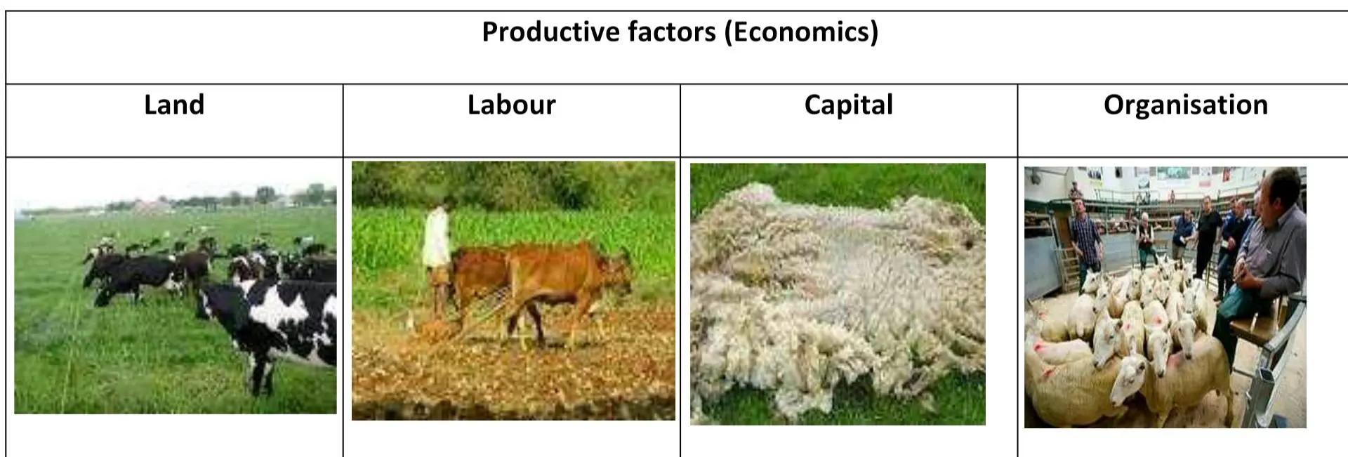 Livestock as economic productive factors