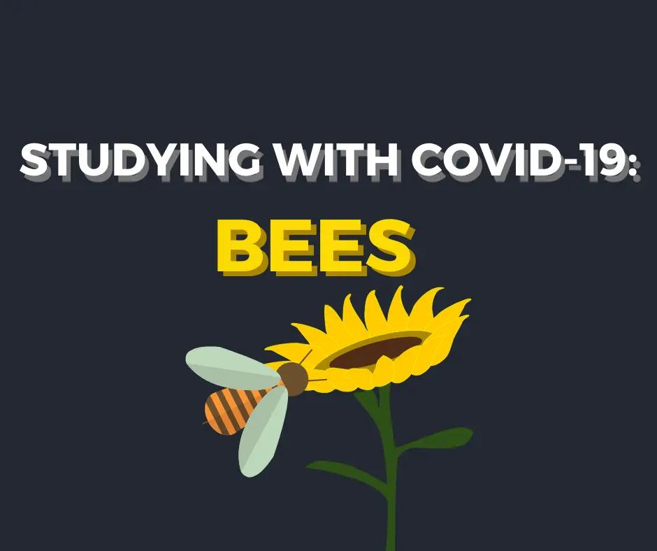 STUDYING WITH COVID-19: BEES