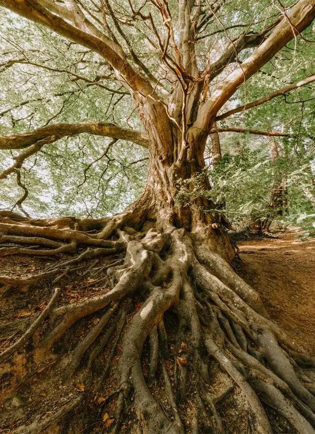 Roots