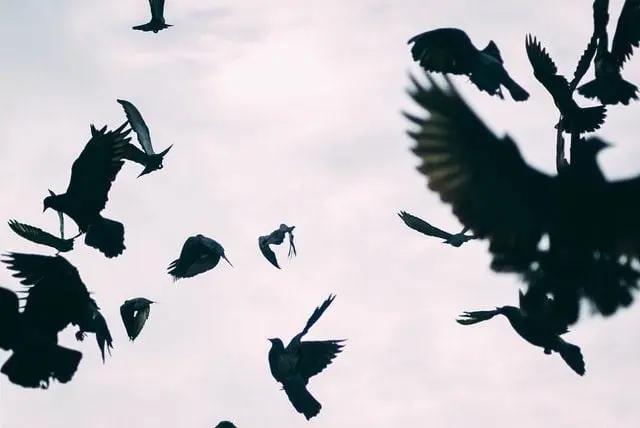 Chaos