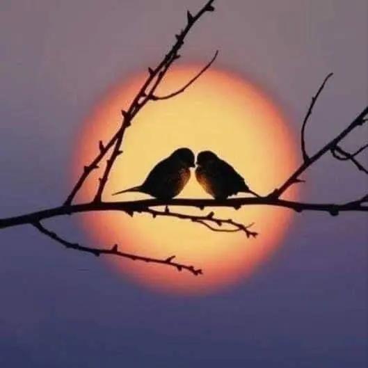 Lessons from my feathered friends