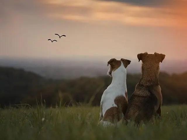 Cuddle through communication 