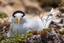 Nesting your mind